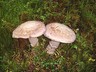 u_la baie_019